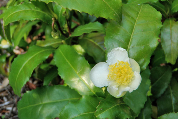 Tea Camellia